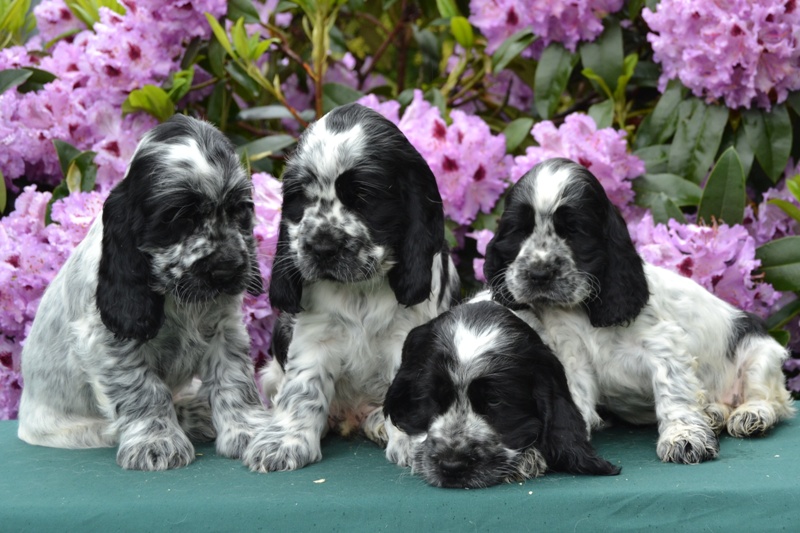 25-Chris, Chiko, Charlie, Chessy.JPG